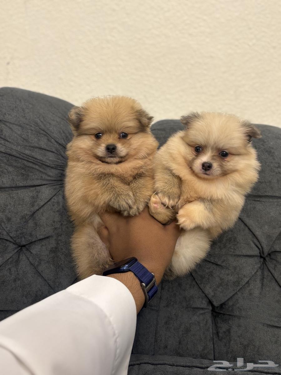 كلاب بومرنيان تي كب64495475182337110