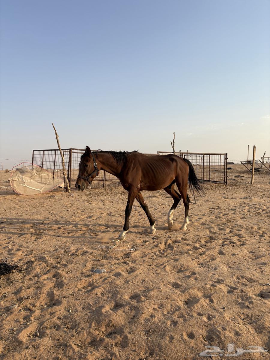 حصان شعبي للبيع64497717030786111