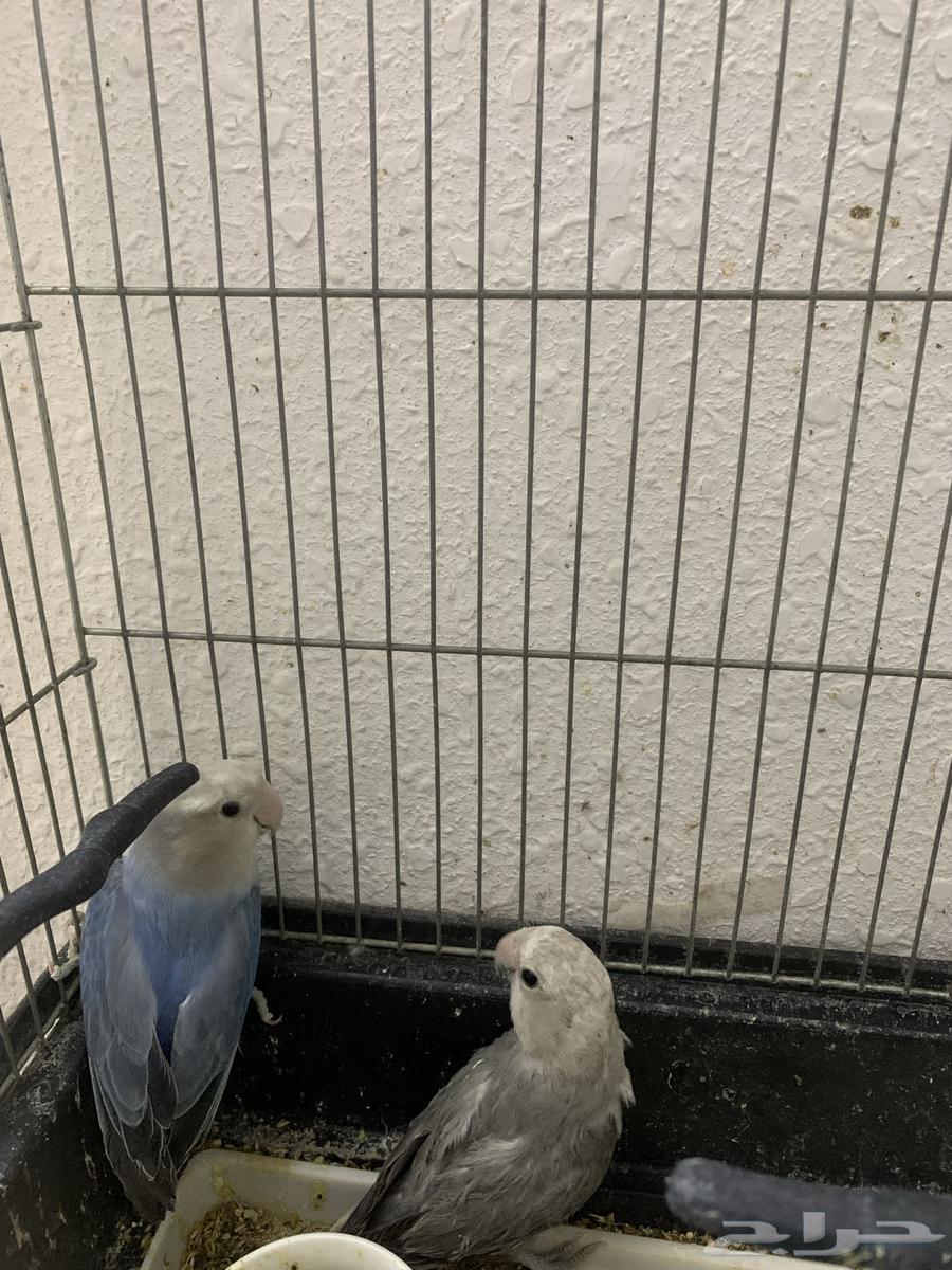 جوز روز منتج والبيع مستعجل السوم من 20064502680006914113