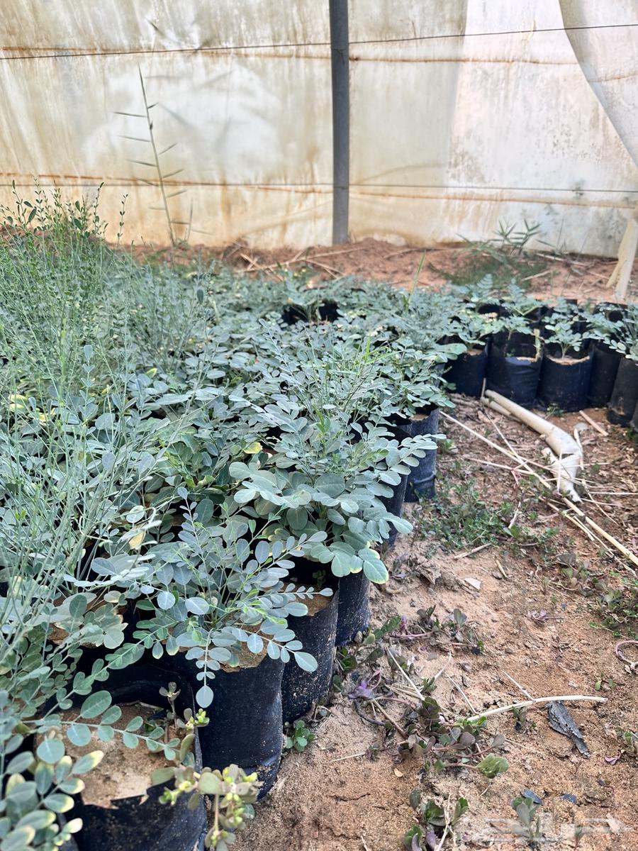 عرض على شتلات المورنقا العربي( اليسر - اللبان العربي)64499521704321111