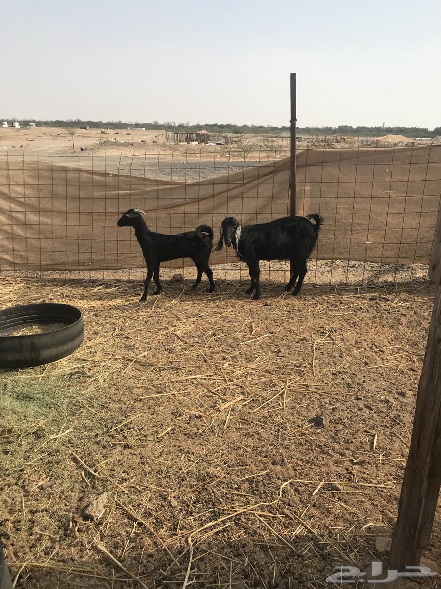 ماعز للبيع64500713750145114