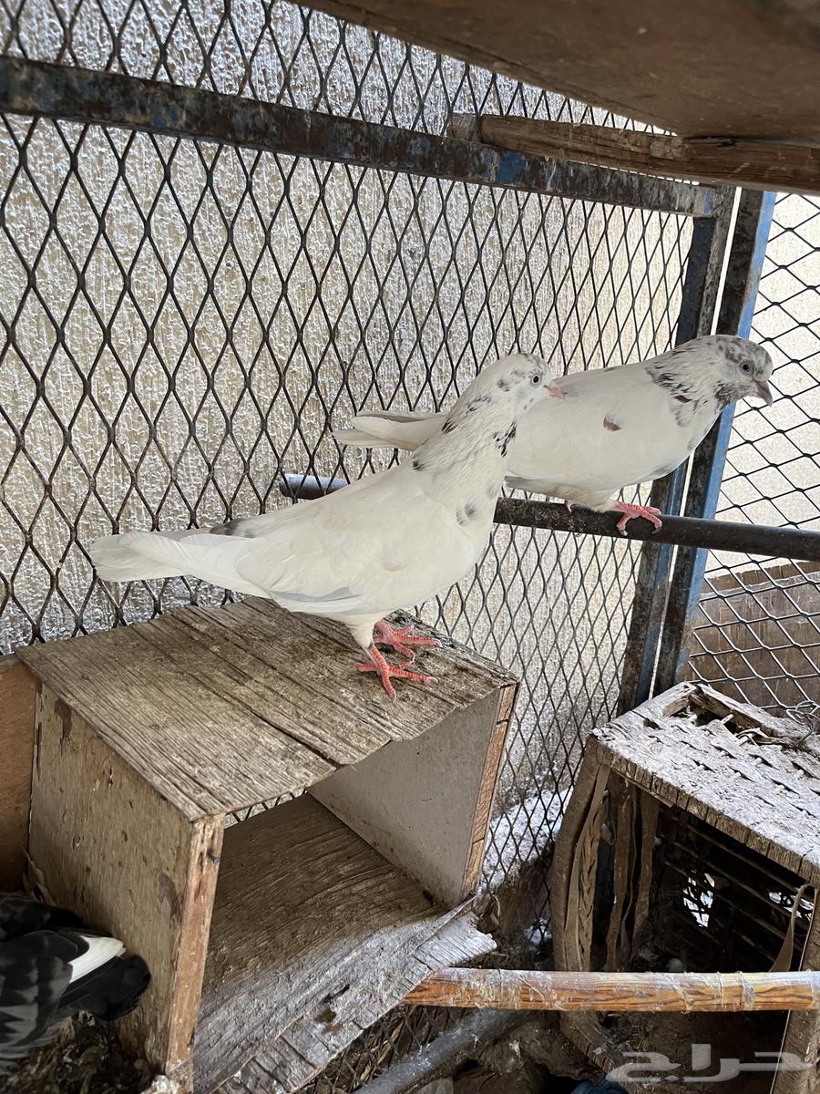 طيور للبيع64502255047937110