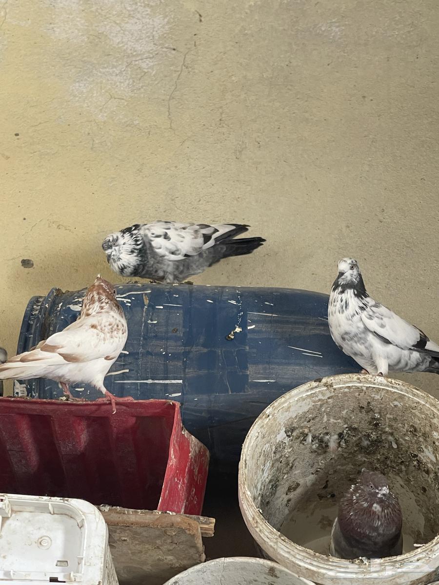 For sale, fancy pigeon64497027463554110
