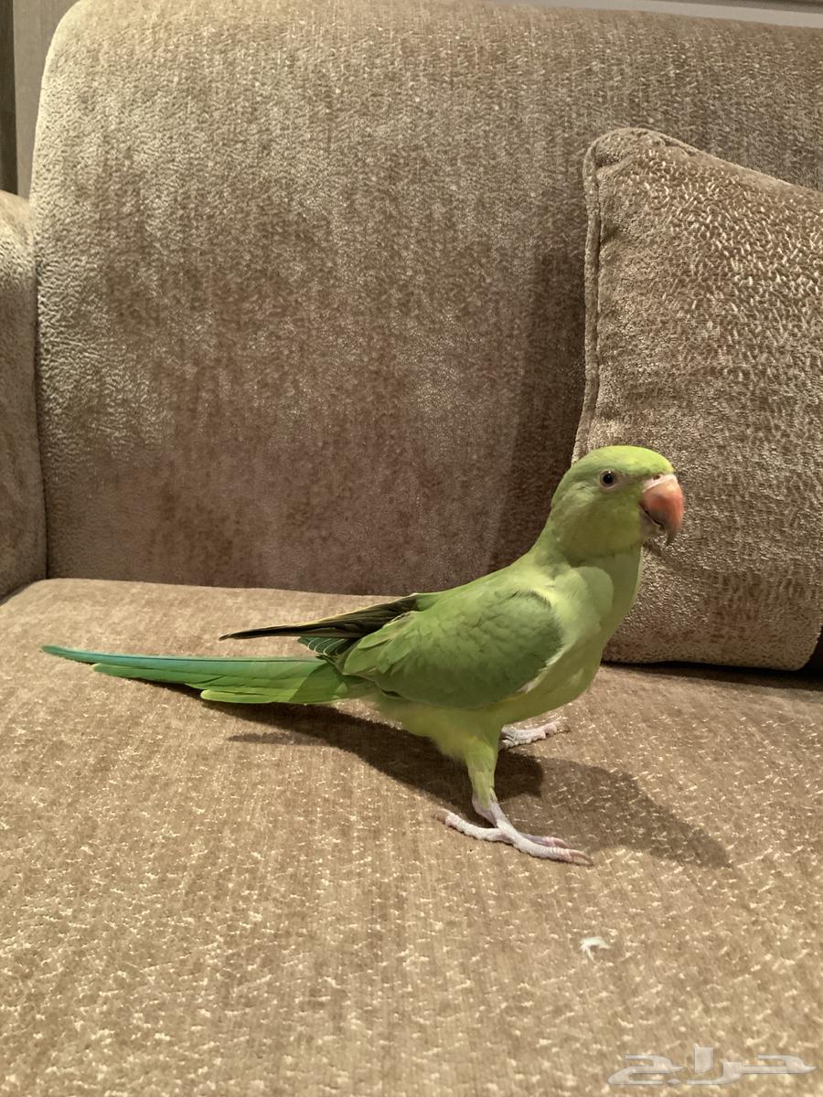 فرخ دره اخضر هندي64502556459523113