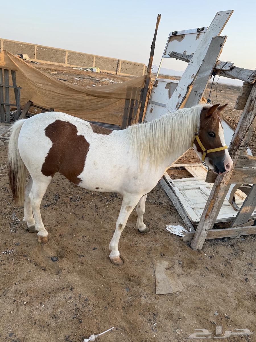 سيسيه للبيع64497096259201111