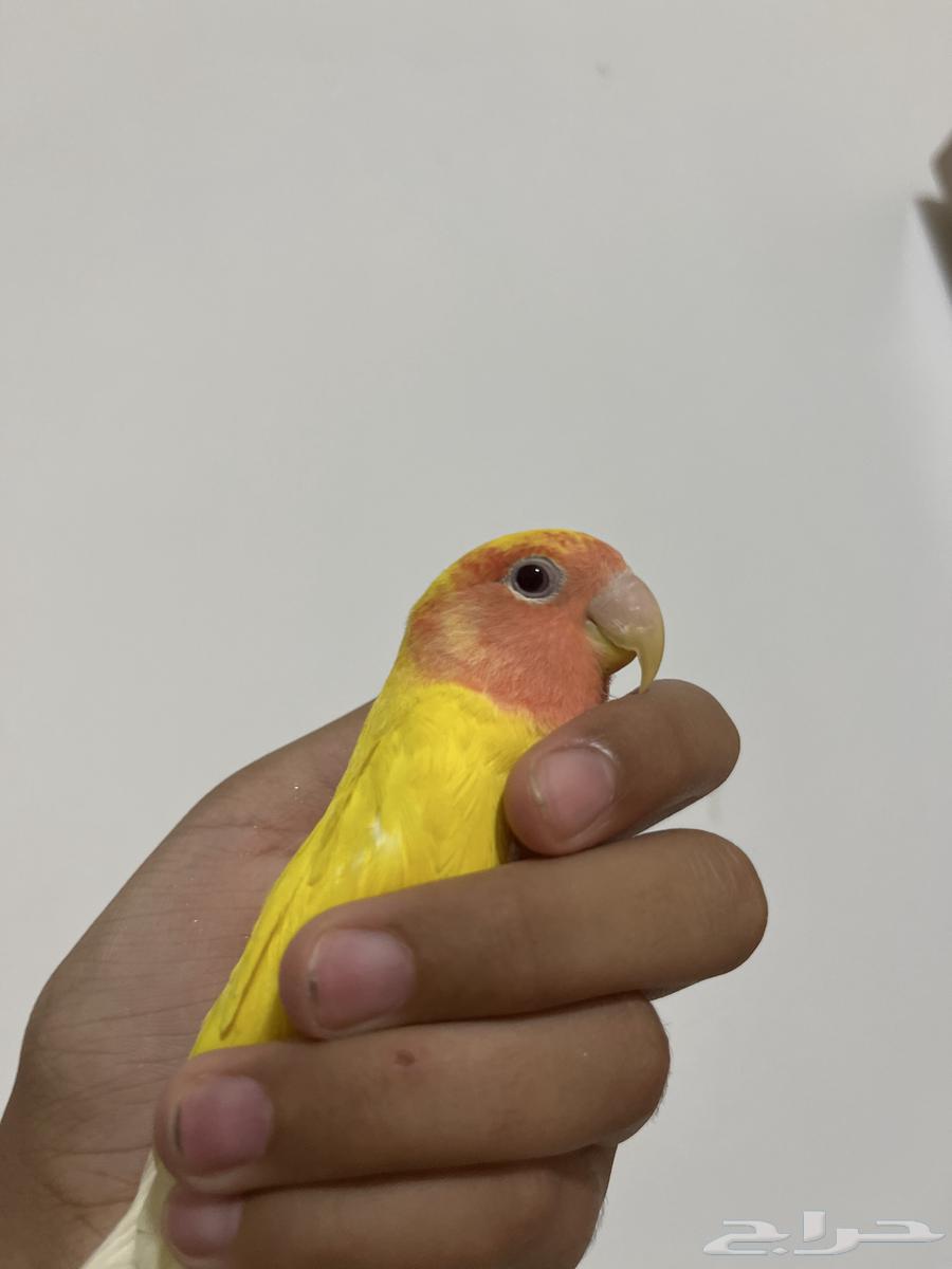 روز أليف هدد مزاجي64501063369602110