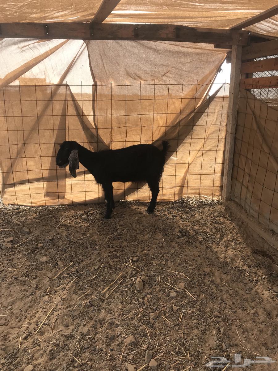 ماعز للبيع64500713750145113