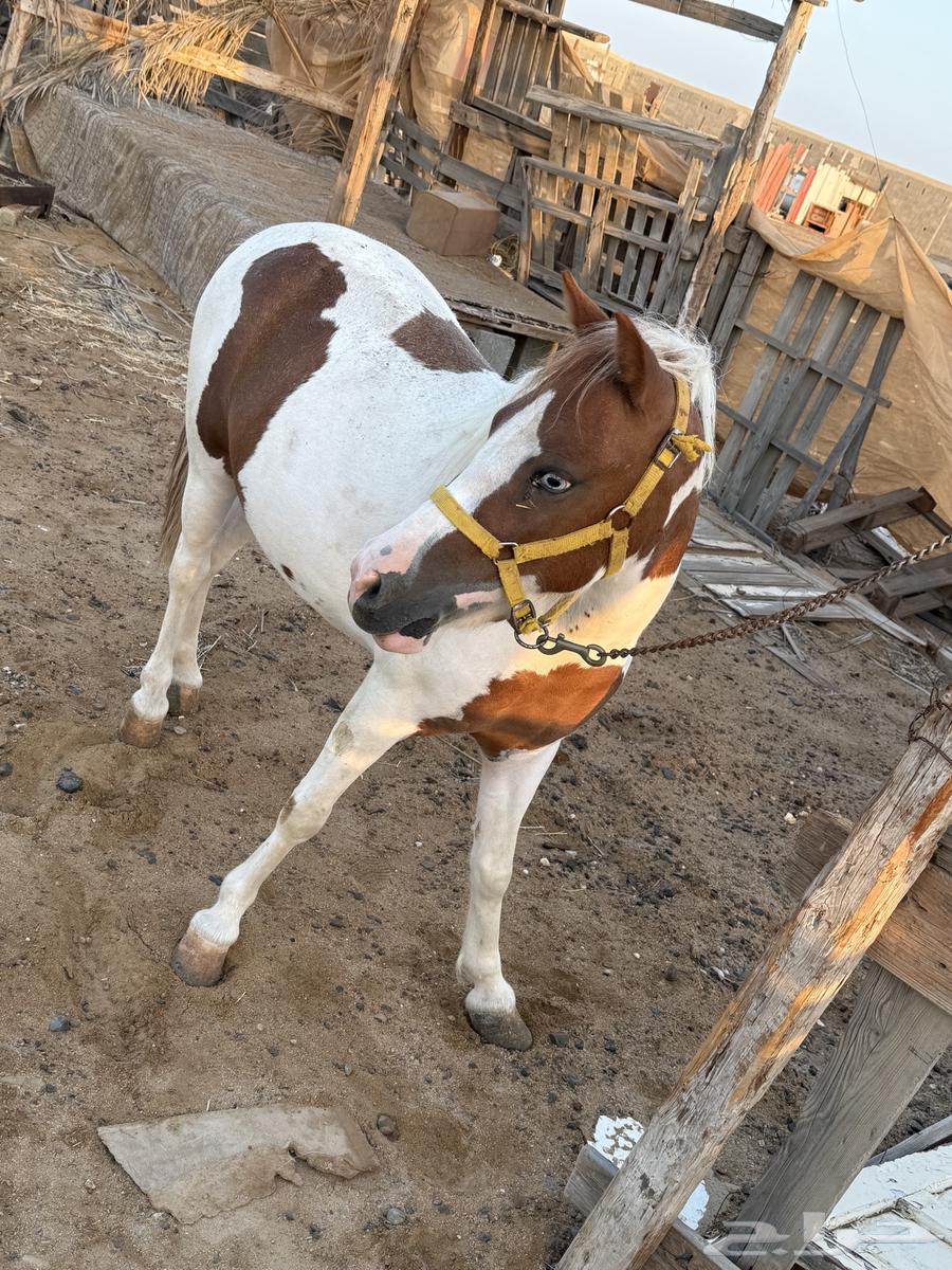 سيسيه للبيع64497096259201110