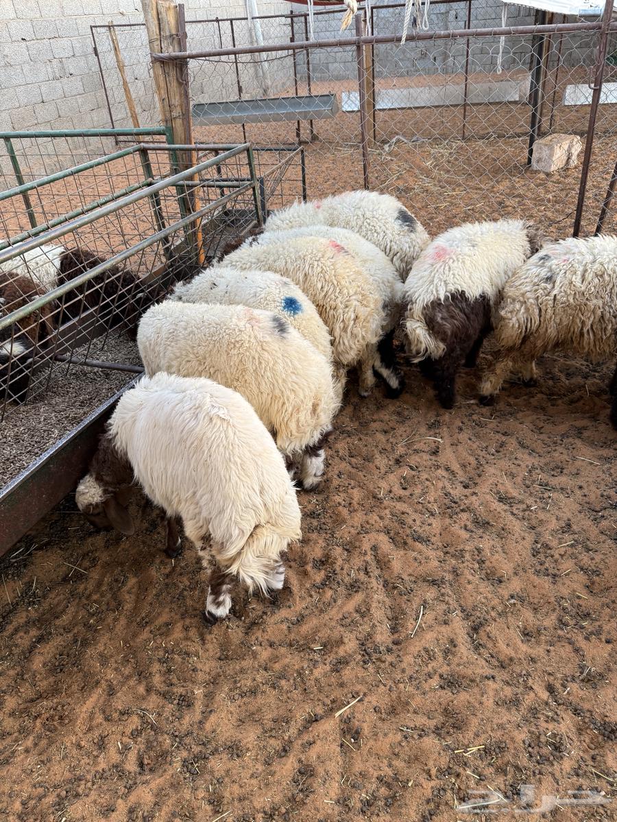 Naaimi local and Tamara available 100 reviews64501620177025112