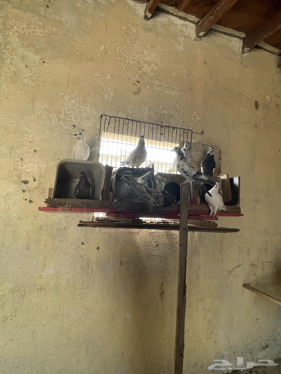 For sale, fancy pigeon64497027463554114