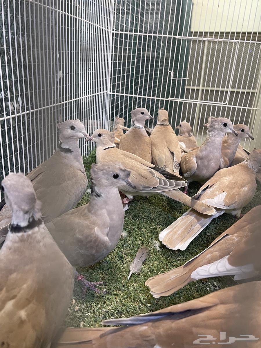 Yakareem Qarzel Double Crest64498536456707112