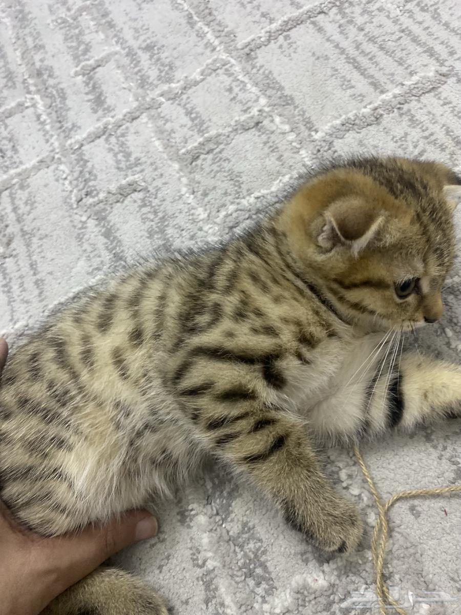 سكوتش فولد نادرة تابي لون تايقر منقطة64501243377410110