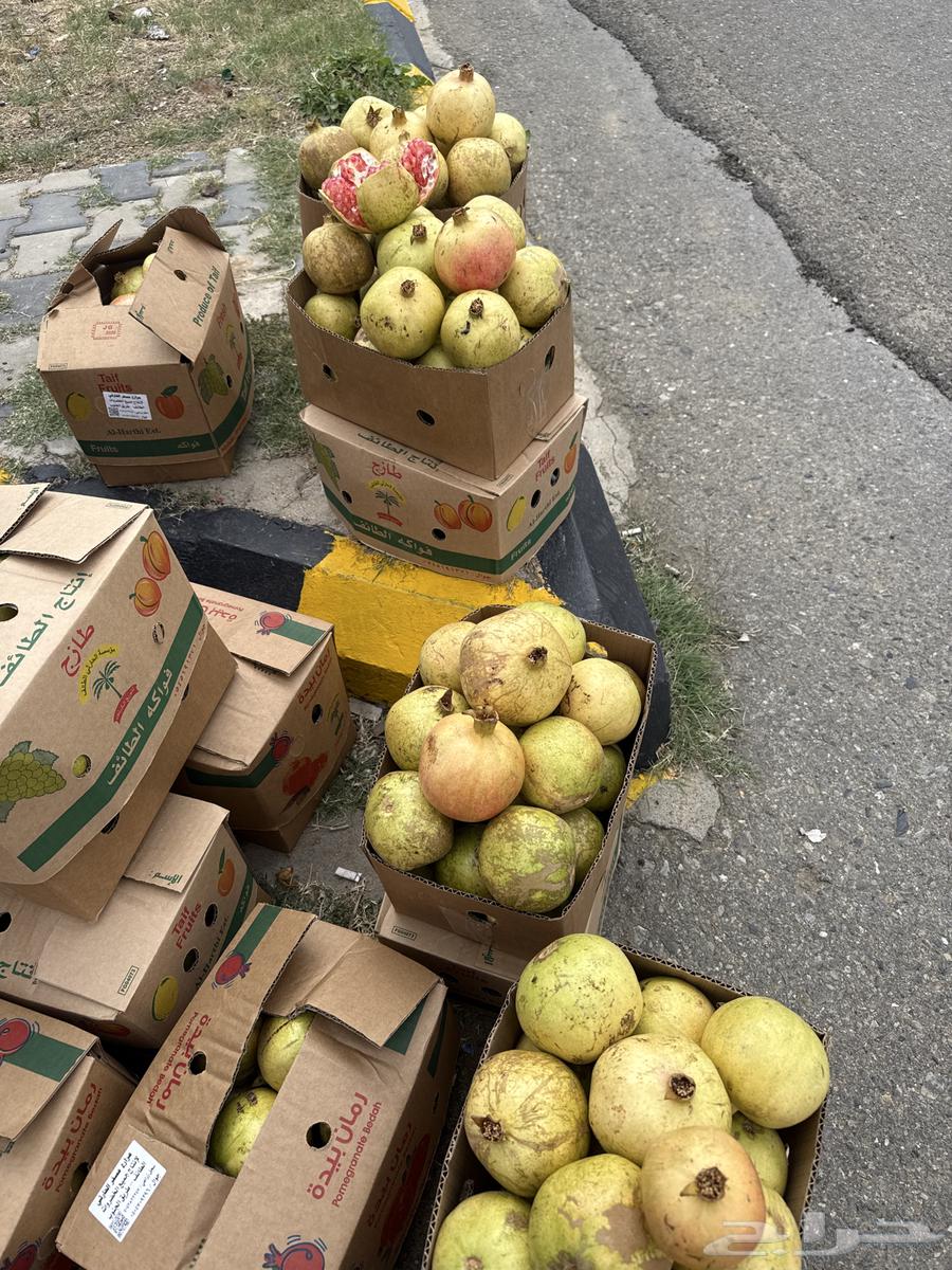 رمان بيده قطف يومي64498453267075111