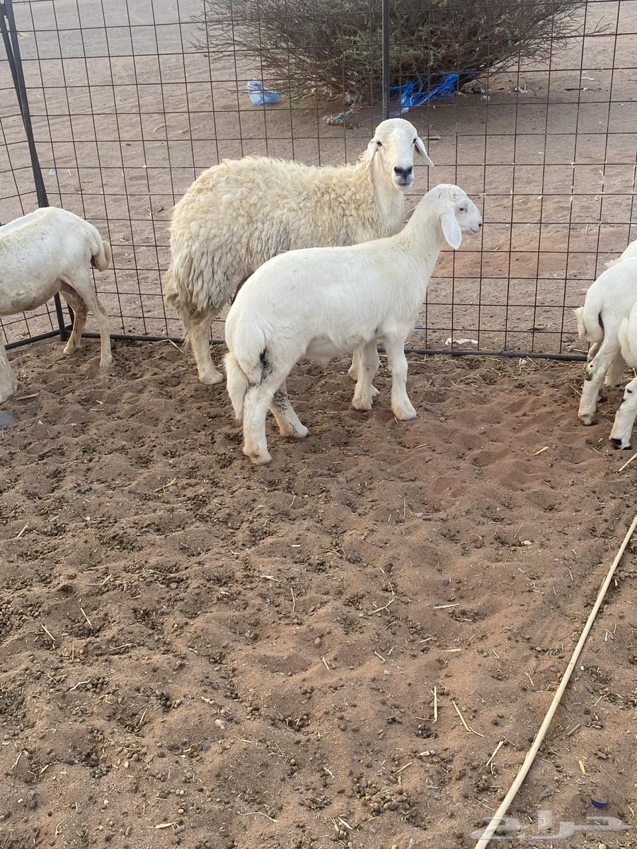 Huge freedom and a 3-month-old lamb, location Al-Hanakia64499994920450111