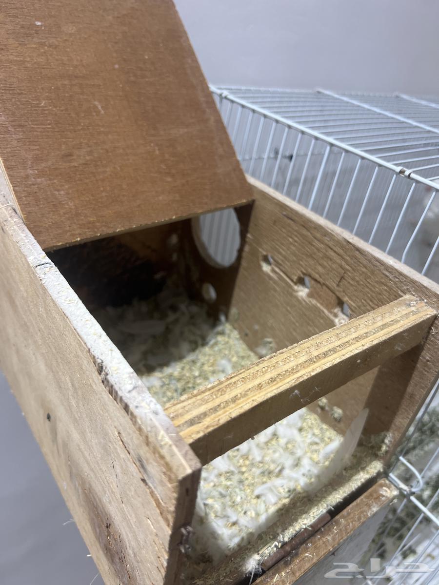 اذكرو الله ياخوان زوج روز منتج انتاج شرط منتج 100 10064501326228739112