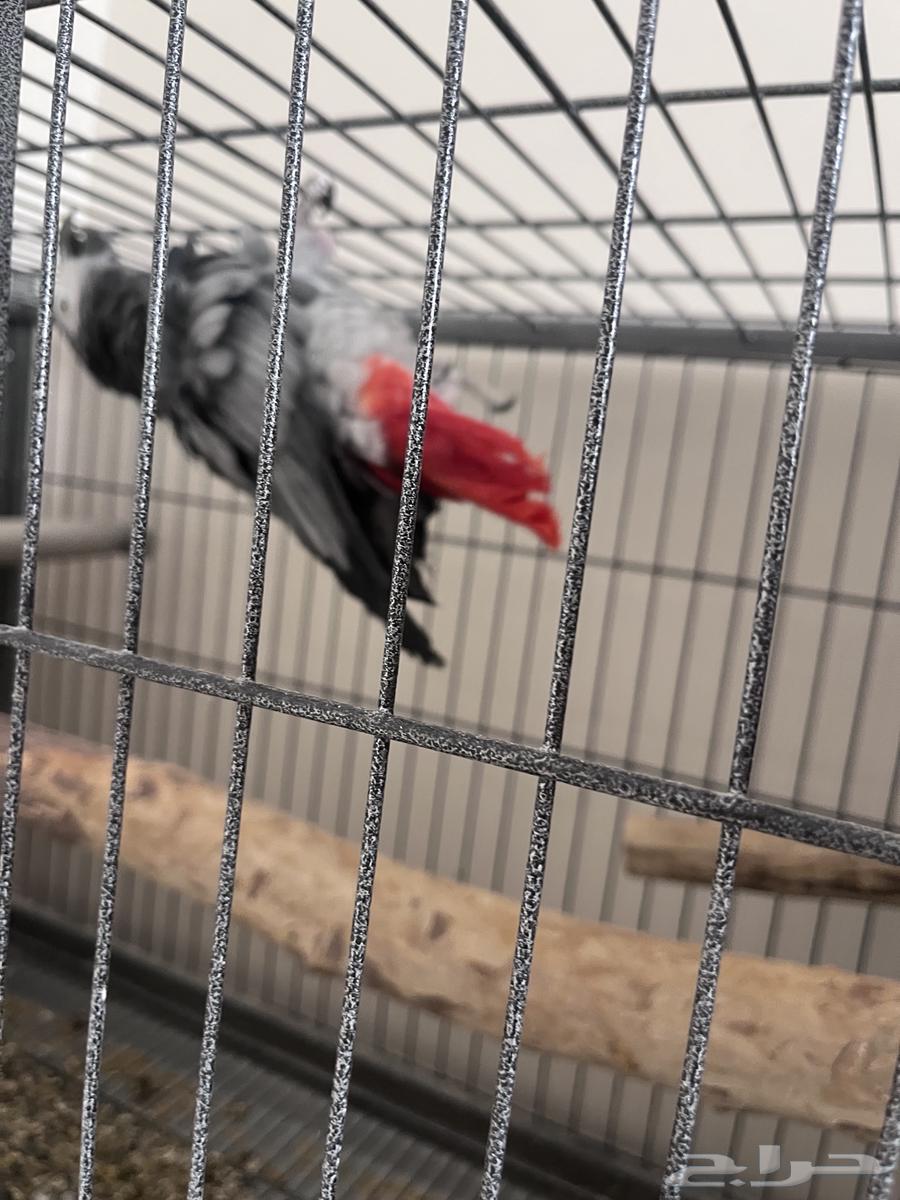 جوز كاسكو باض مرتين من غير تخصيب .64498853991170112