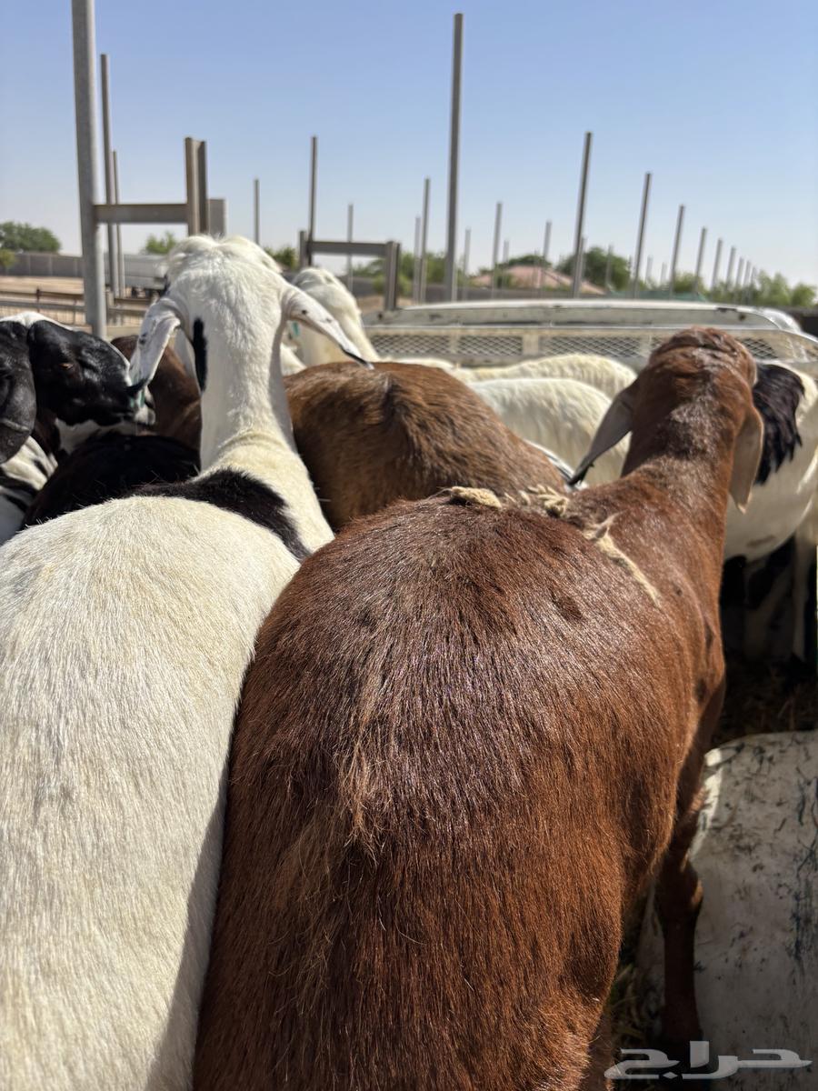 خرفان سواكن تربيه ميه بالميه64497703468545112