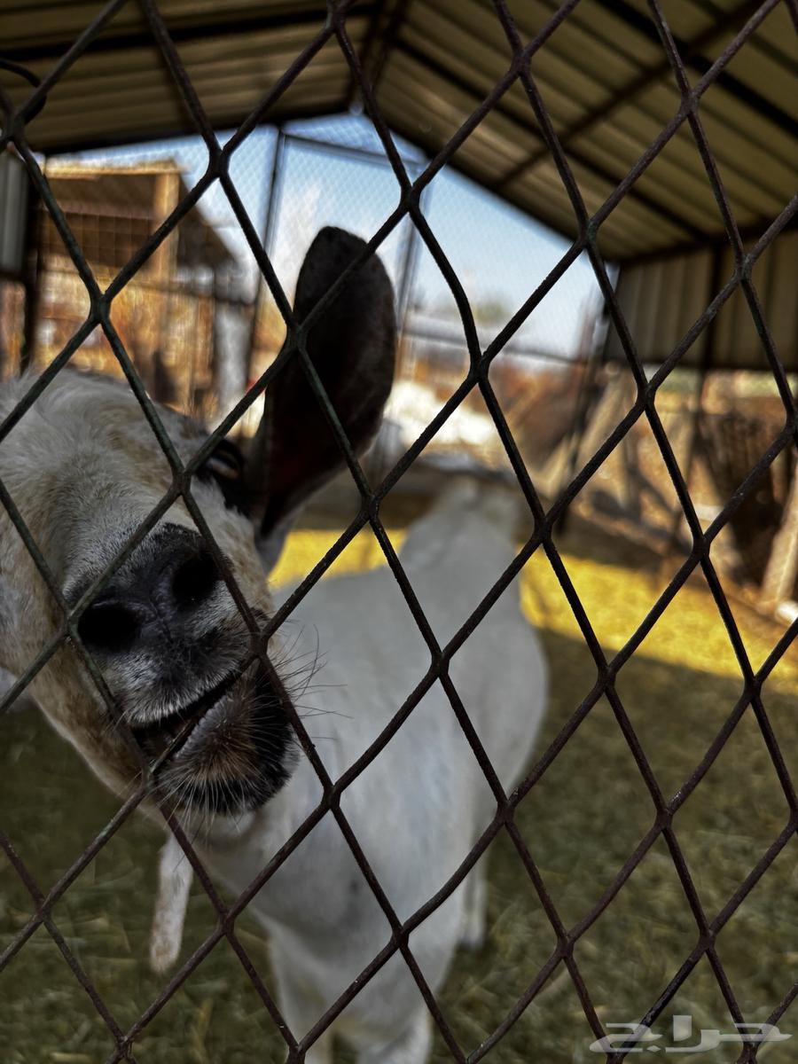 ماعز بيشي للبيع64497207286787112