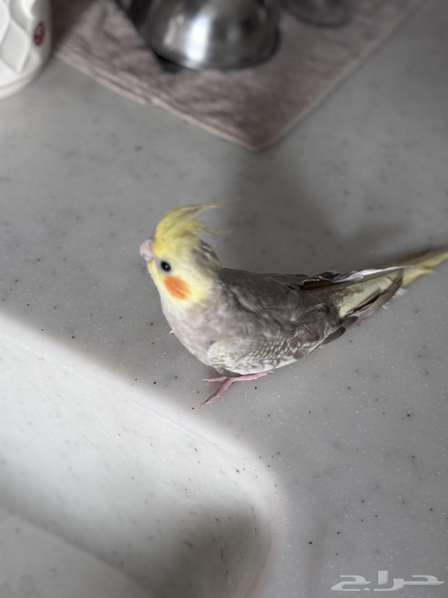 ببغاء كروان وليف64501007410691110