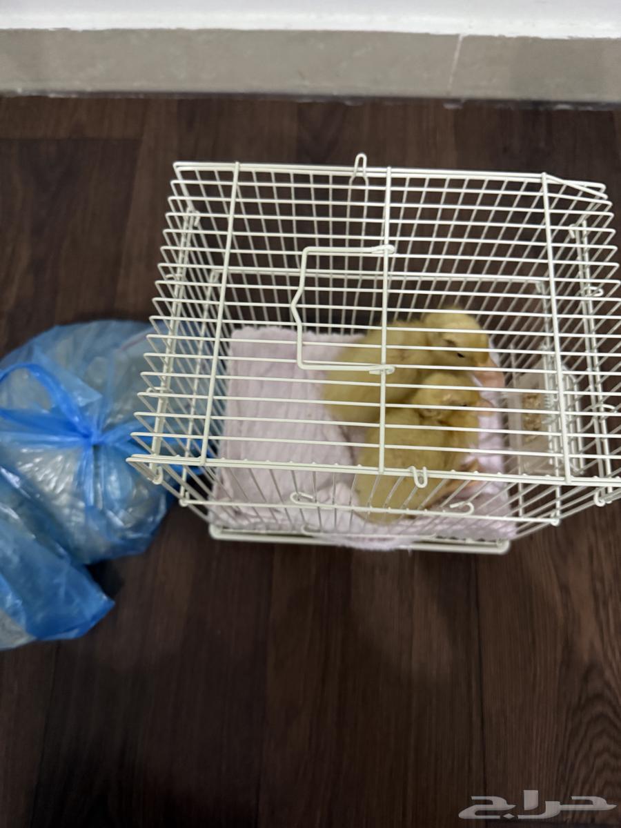 بط بكني صحة ممتازة64501035469697111