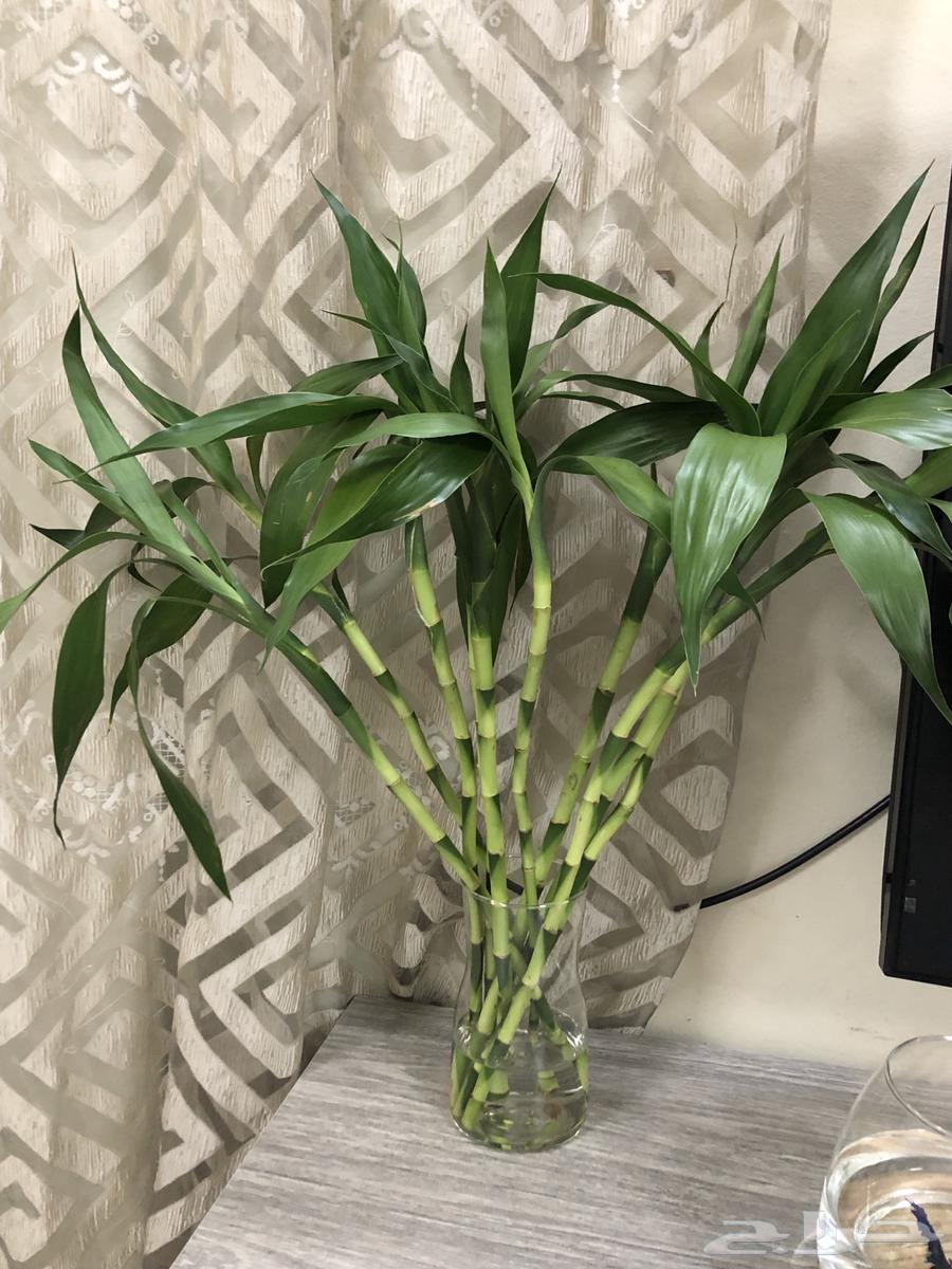 ساق البامبو64497207272834110