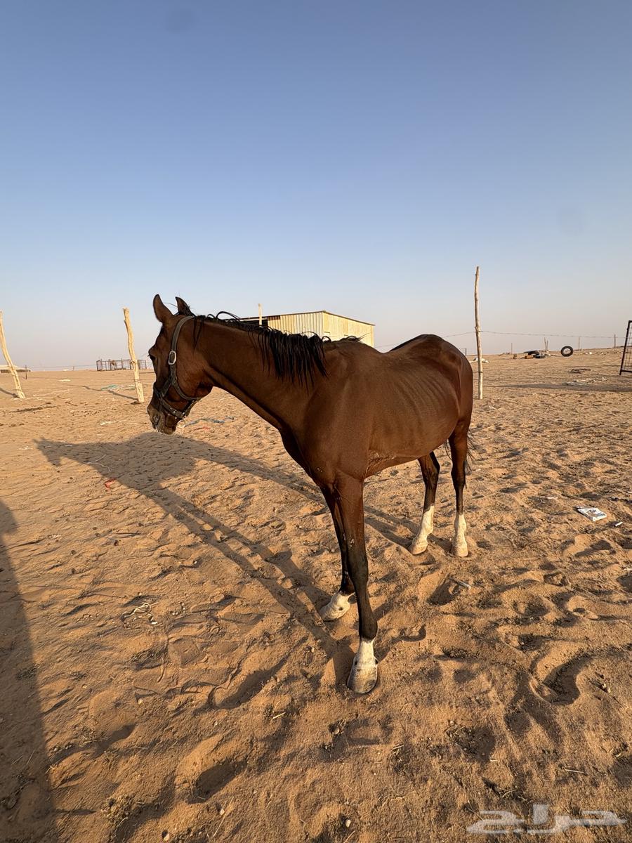 حصان شعبي للبيع64497717030786110