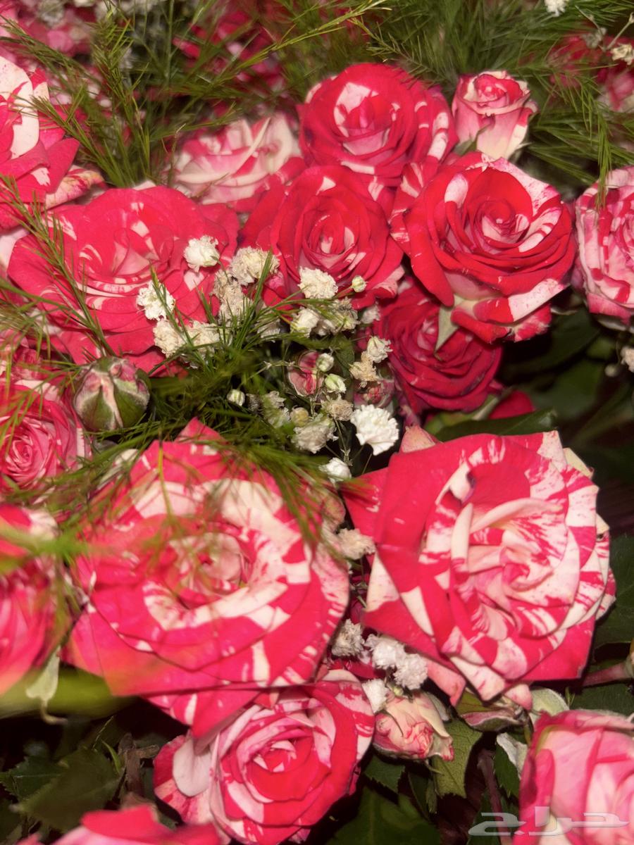 باقة ورد نوع فاخر محصول سوسري ( بيبي روز ) السعر ( 400 )64495310145537113