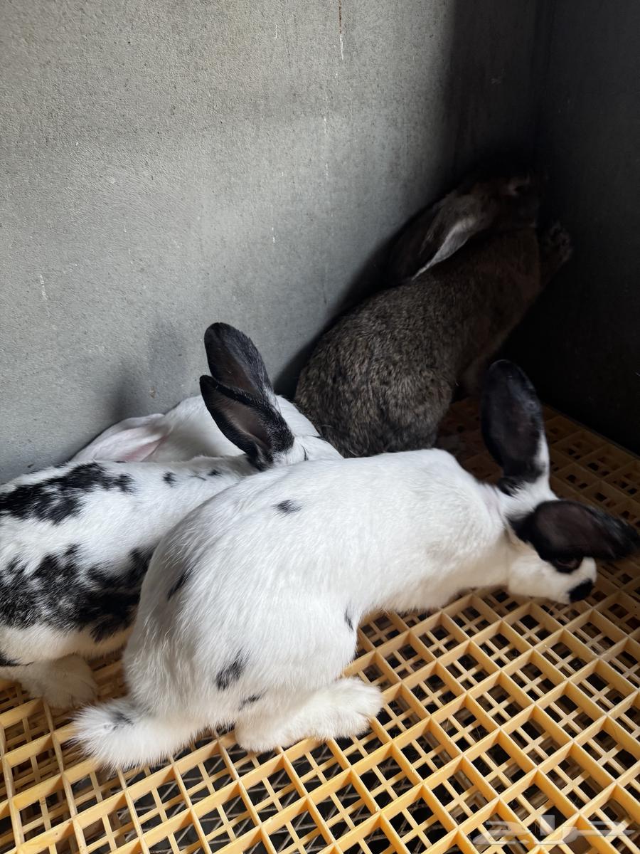 Rabbit does for sale64498145461889114