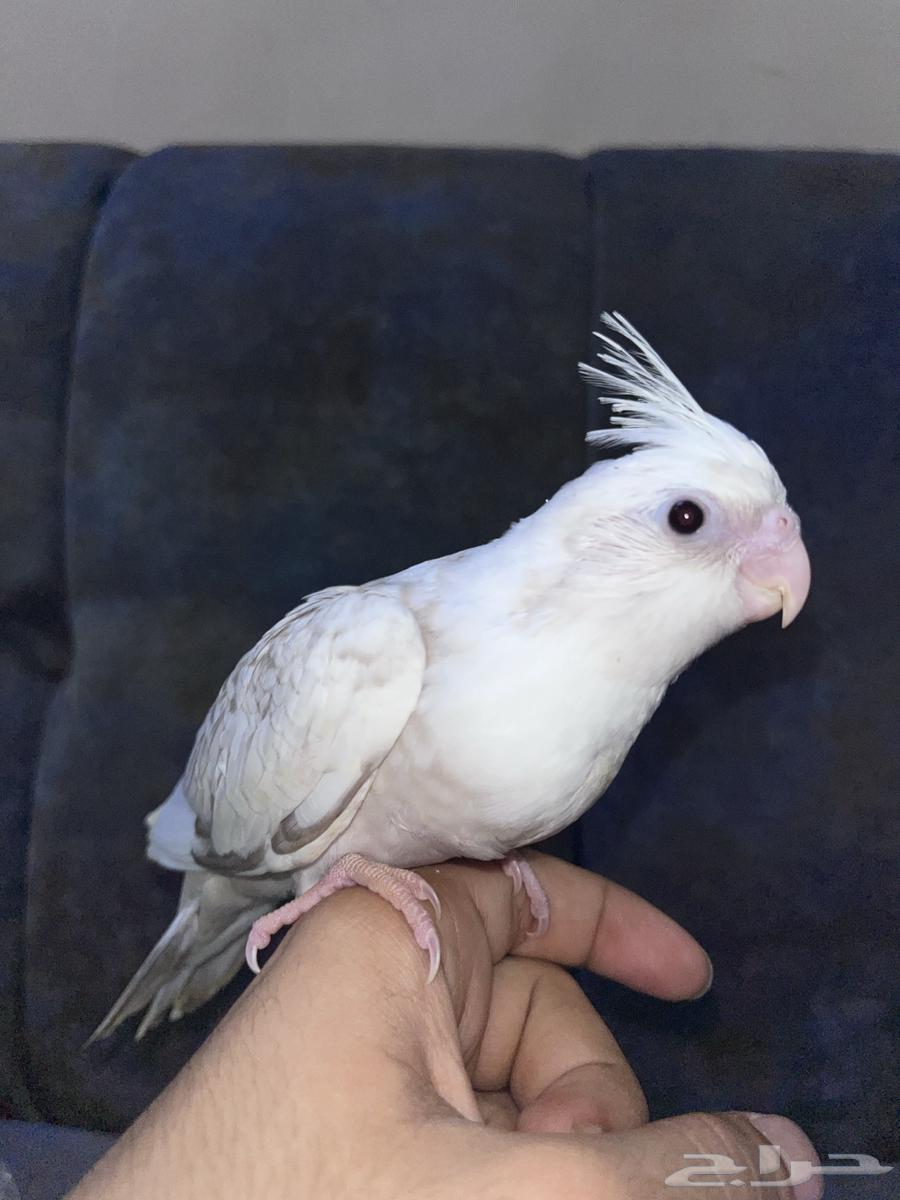 Crowan64501049415555111