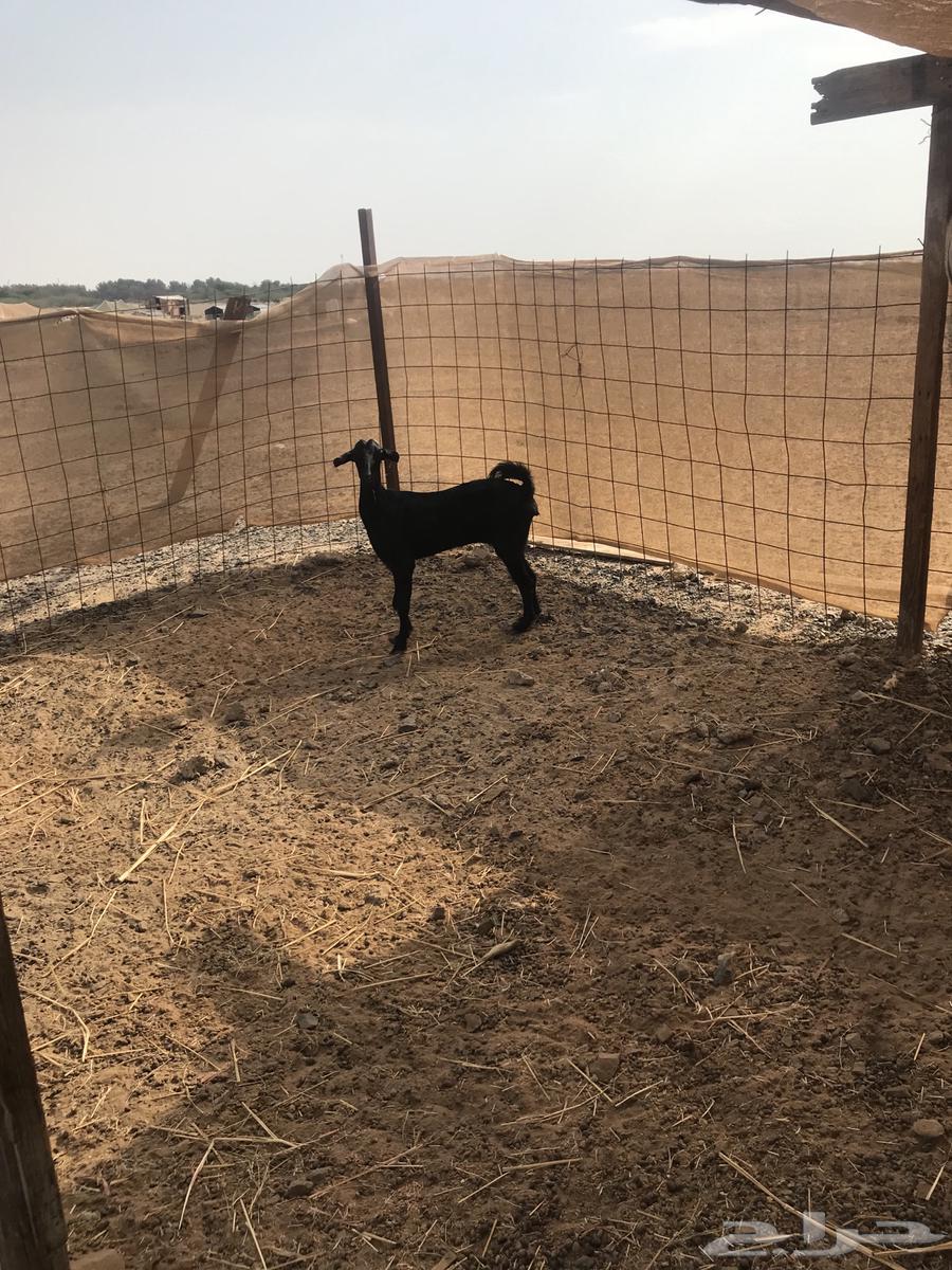 ماعز للبيع64500713750145112