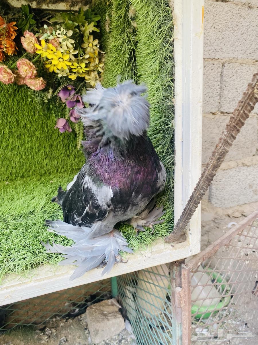 للبيع بخاره بلوشيك64497386075265111