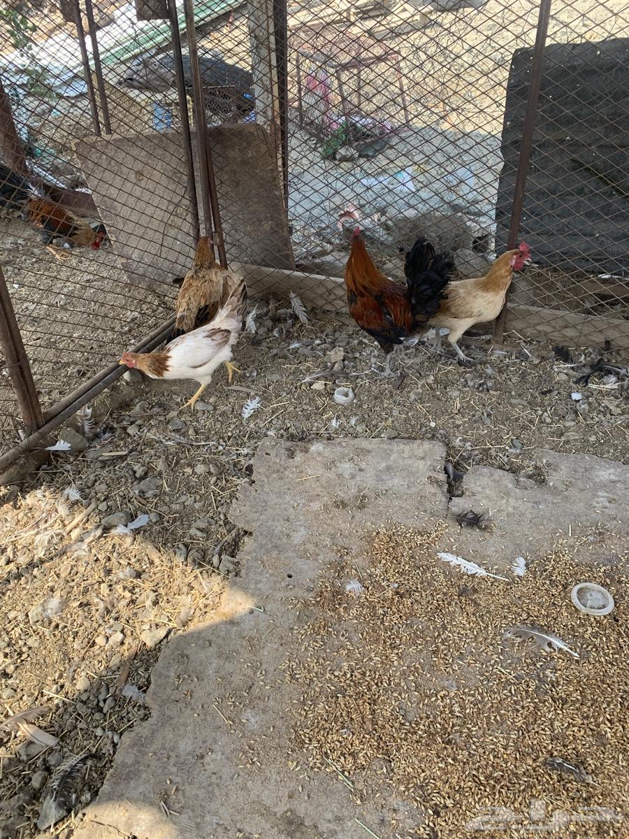 دجاج بلدي وز بلدي للبيع64496681896962113