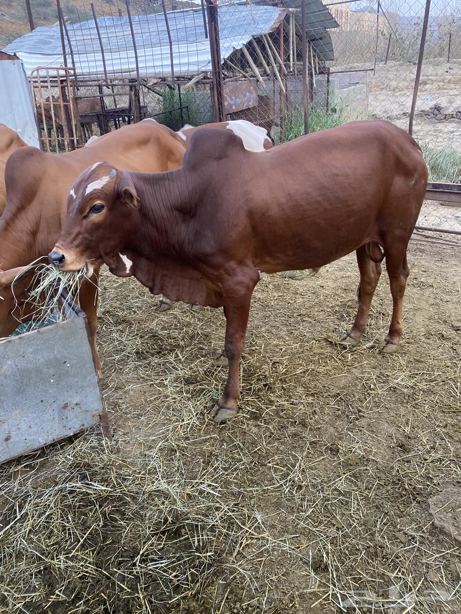 حسلان بلدي للبيع المخواة64500853707906113