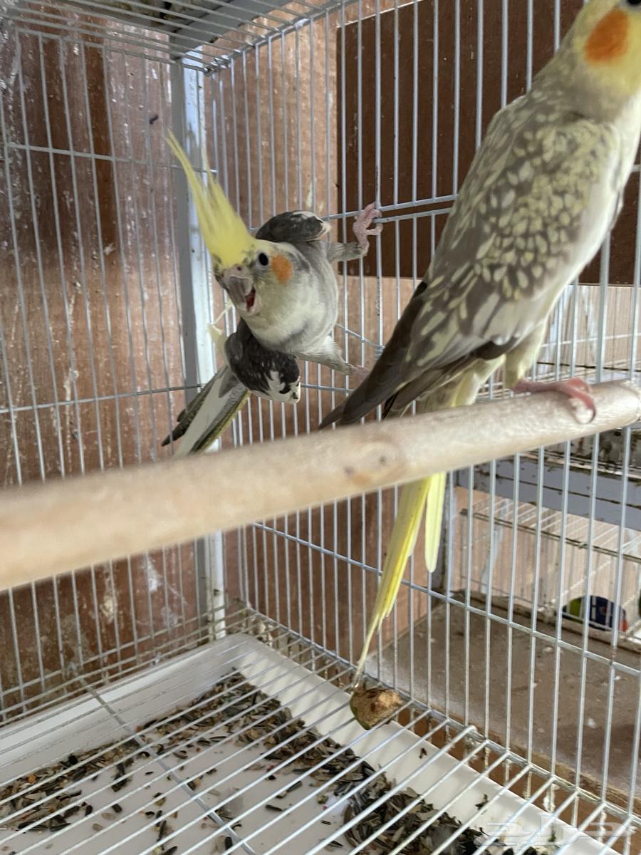 جوزين كروان منتجه64497344873603113