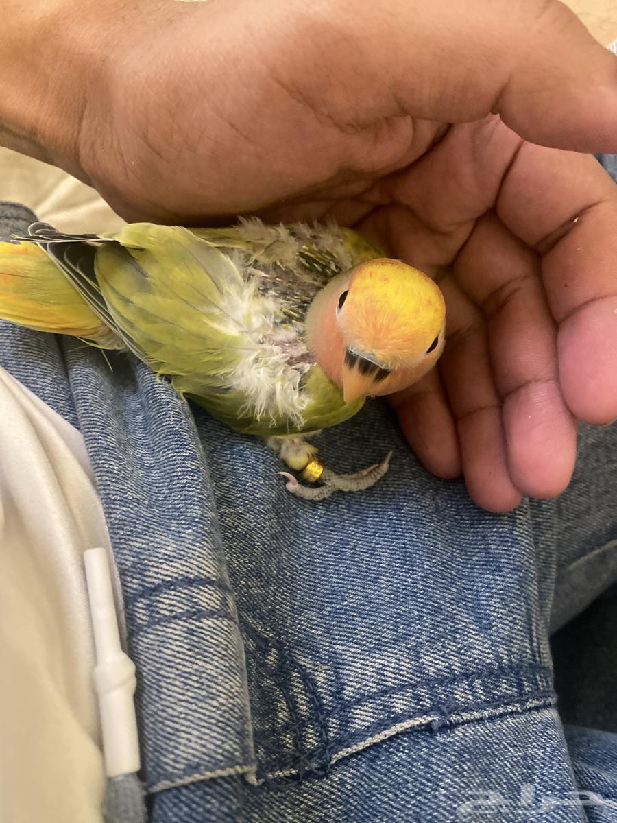 فرخ روز للبيع64498729059203112