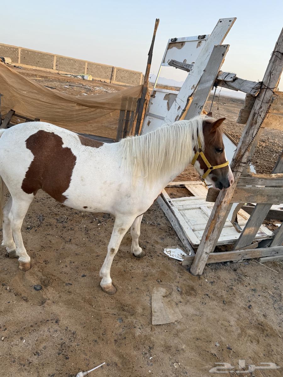 سيسيه للبيع64497096259201112