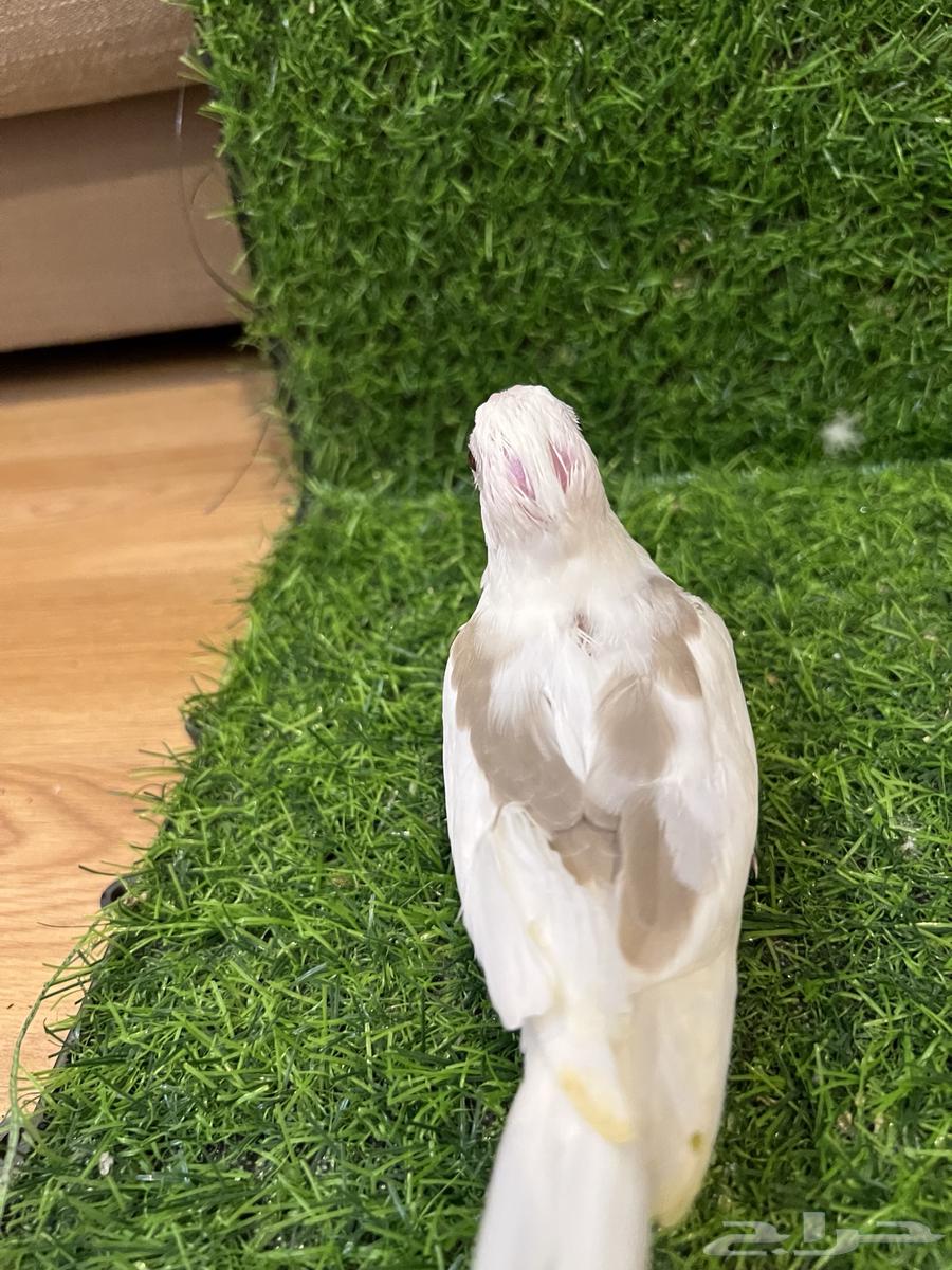 فرخ كروان مميز ( تم البيع )64497207232513111