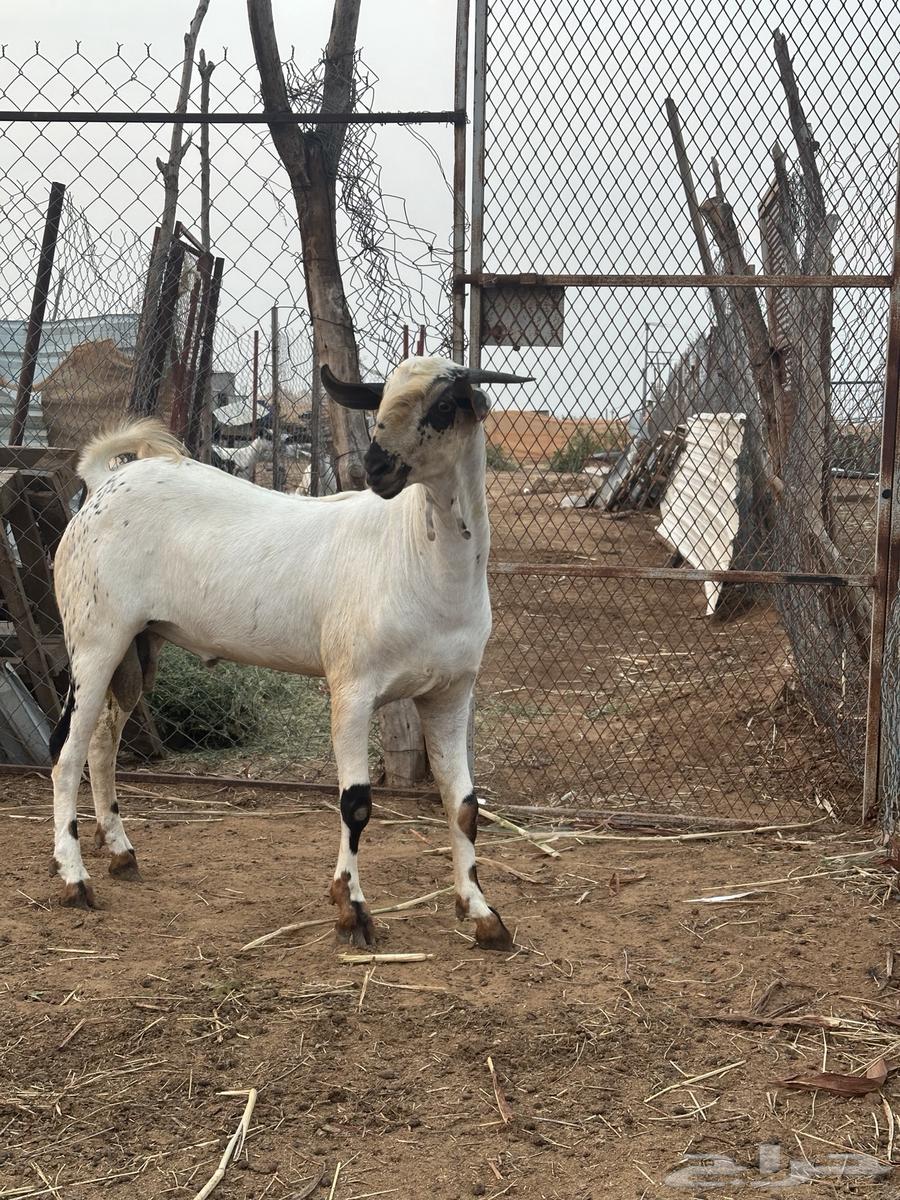 تيس بيشي العمر 7 شهور ابو التيس المعنق بن هديان64497675676675112