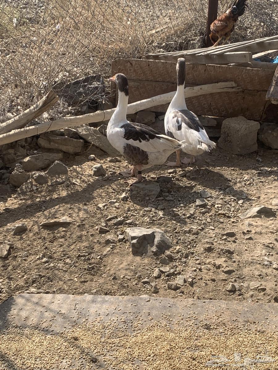 دجاج بلدي وز بلدي للبيع64496681896962110