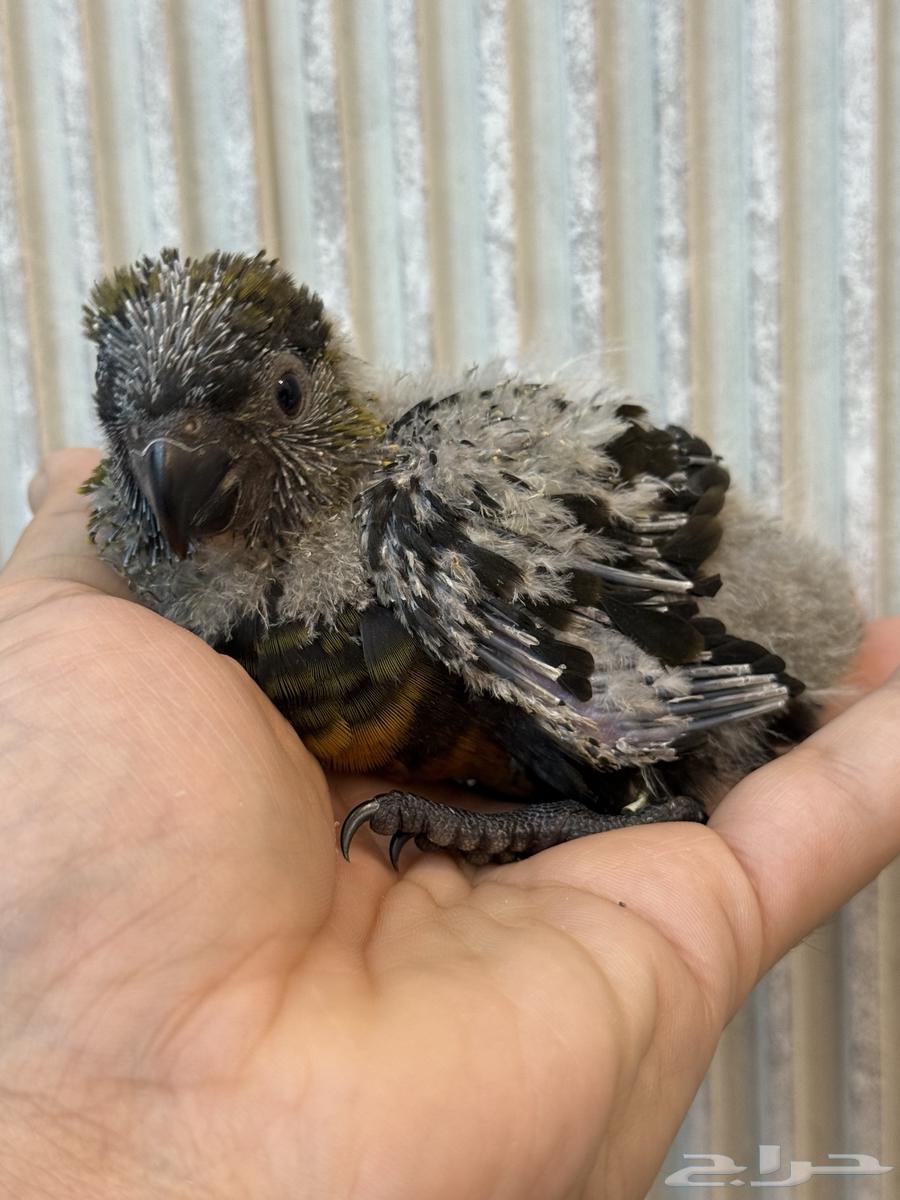 فرخ دوسكي لوري - صن كنيور64502707328386112