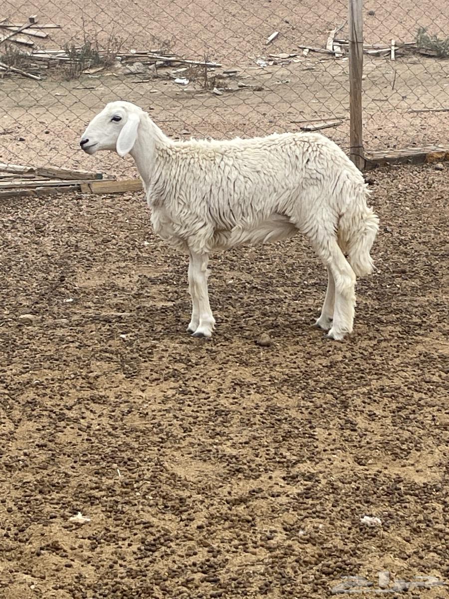 رخل جذعه طيبه64499647476865110