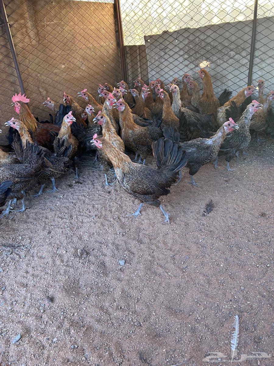 دجاج بياض لون واحد.64499731055361110