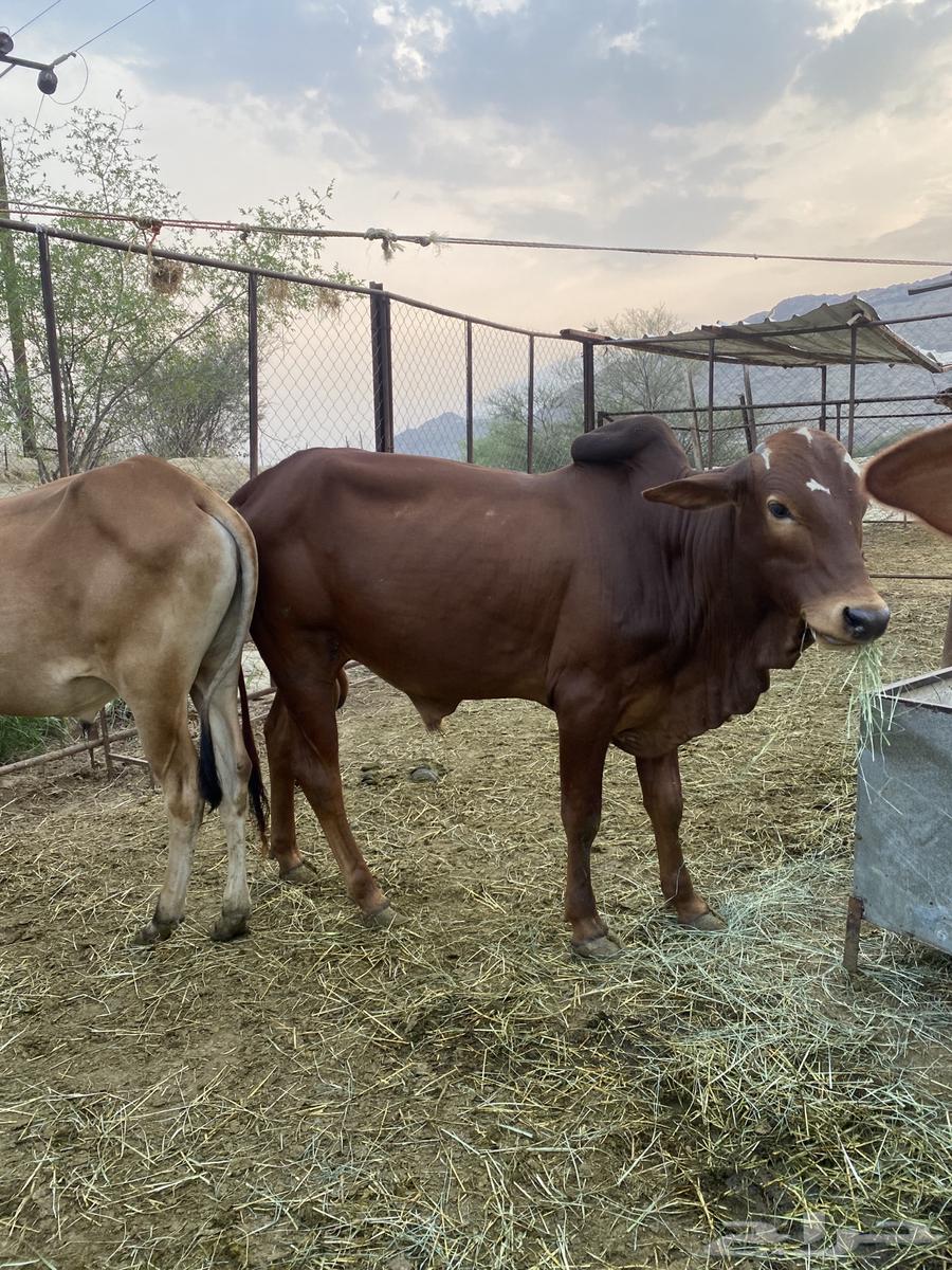 حسلان بلدي للبيع المخواة64500853707906111