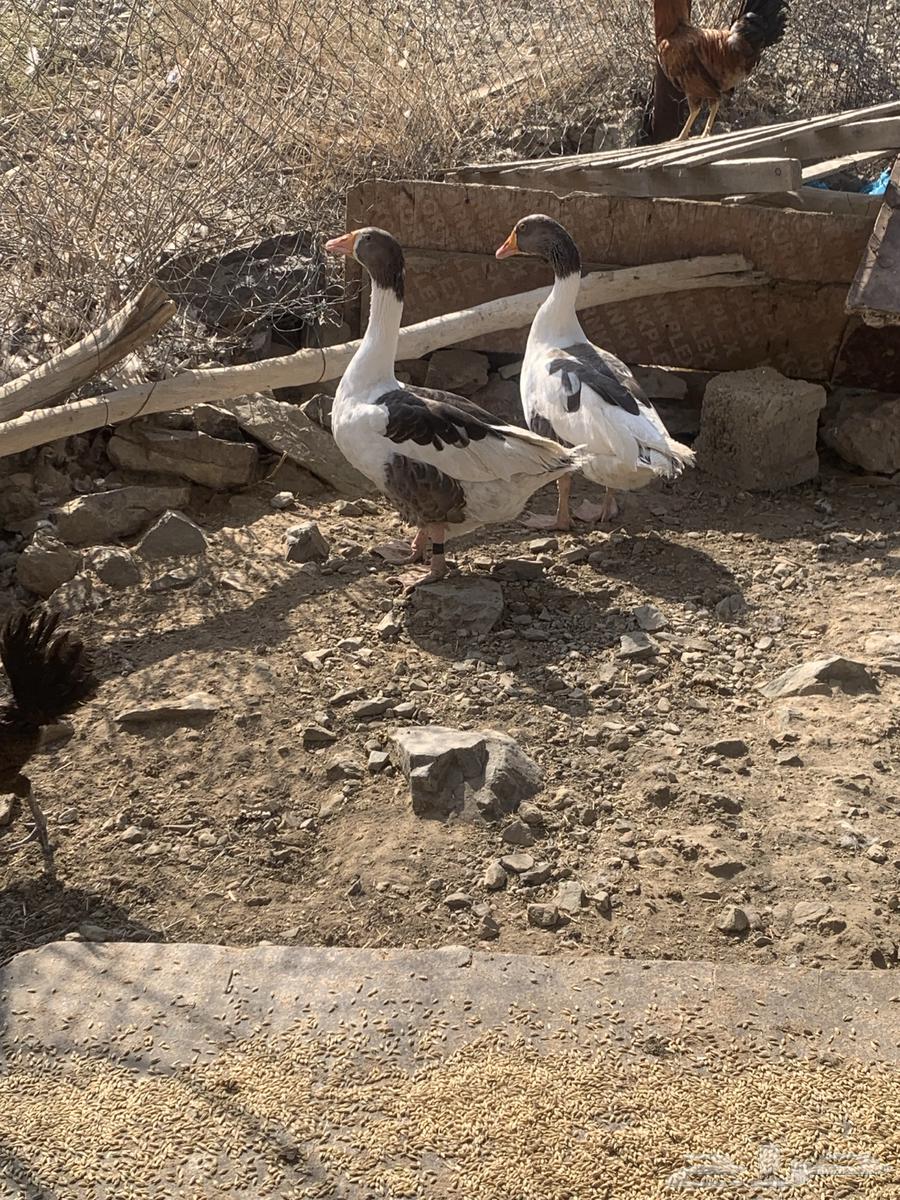 دجاج بلدي وز بلدي للبيع64496681896962111