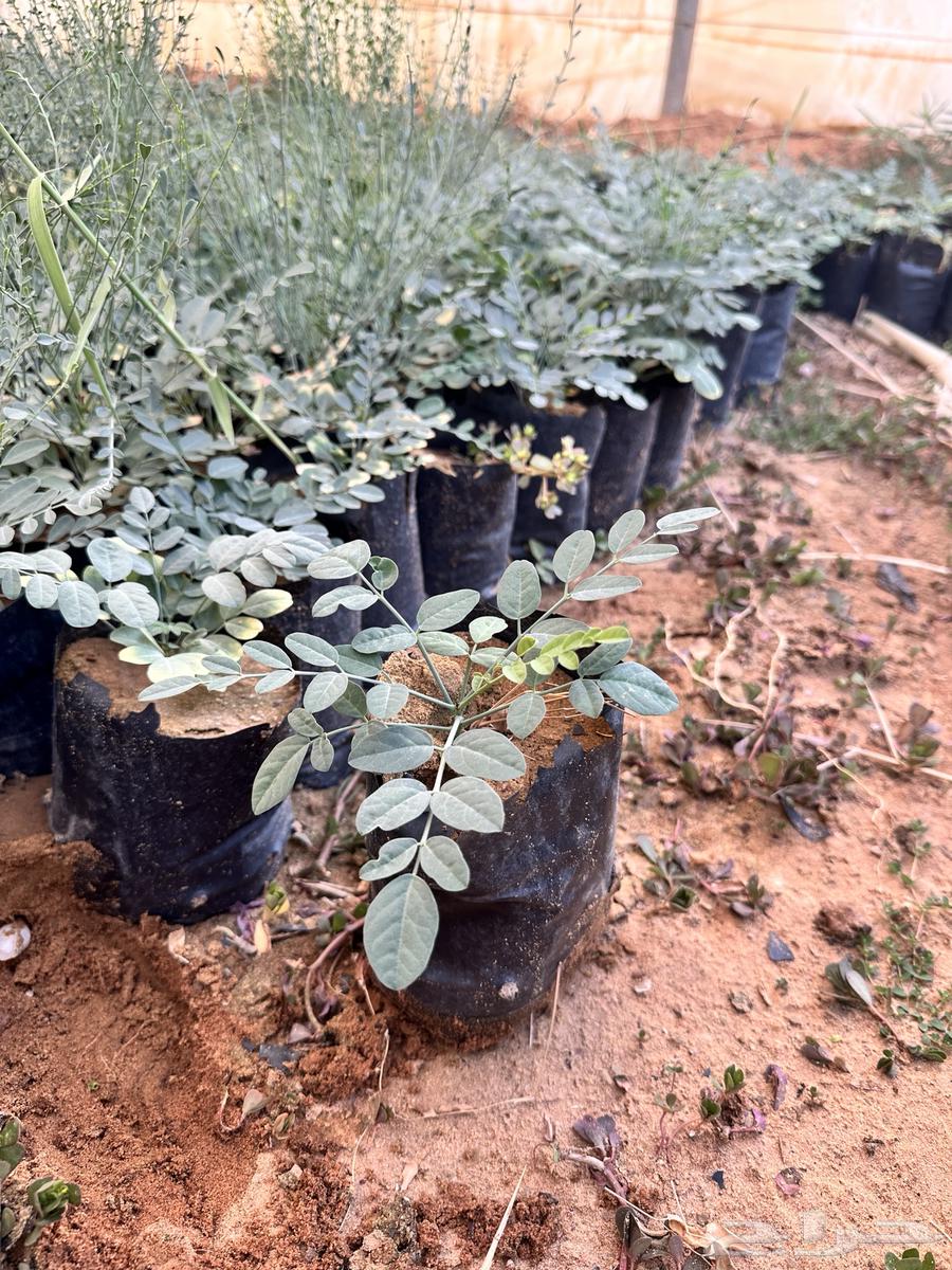 عرض على شتلات المورنقا العربي( اليسر - اللبان العربي)64499521704321112