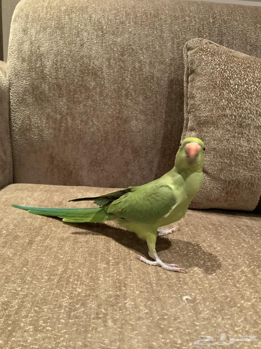 فرخ دره اخضر هندي64502556459523111