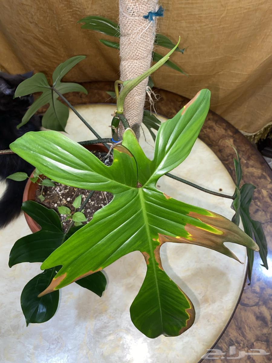 نبات داخلي مميز64501571757569110