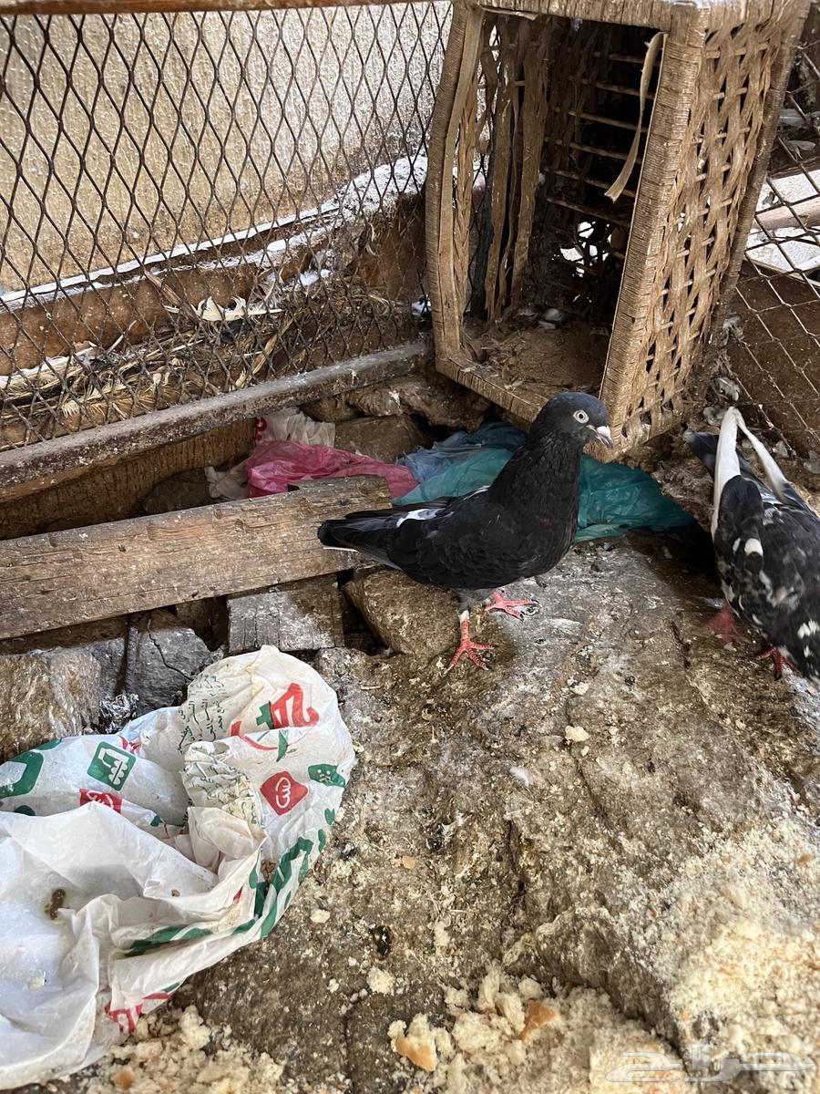 طيور للبيع64502255047937112