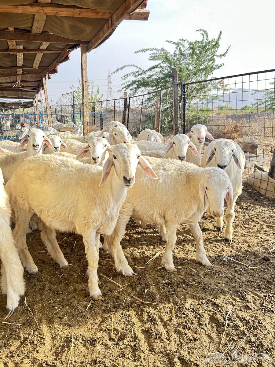 ذبايح حريه طليان و رخال64497689561731110