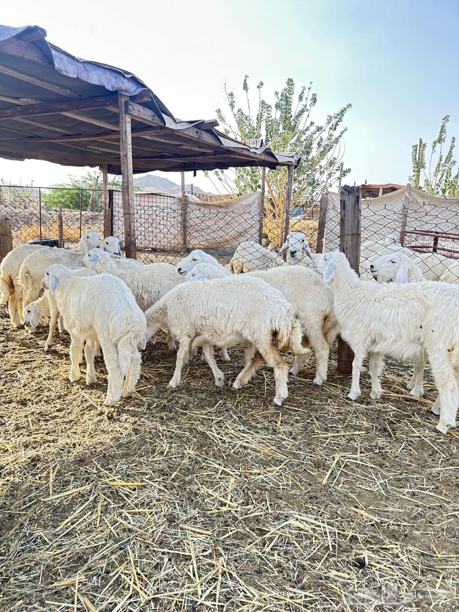 ذبايح حريه طليان و رخال64497689561731114